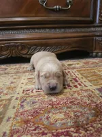 Athena, a female Golden Retriever for sale in Elverta, CA – 2 of 4