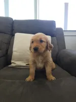 Daisy, a female Golden Retriever for sale in Antelope, CA – 2 of 6