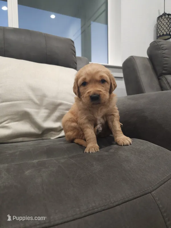 Daisy  – Golden Retriever puppy for sale in Elverta, CA