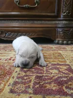 Lucy, a female Golden Retriever for sale in Elverta, CA – 4 of 4