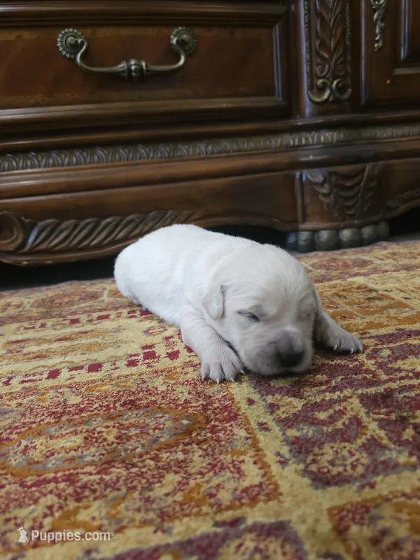 Lucy – Golden Retriever puppy for sale in Elverta, CA