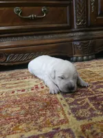 Lucy, a female Golden Retriever for sale in Elverta, CA – 1 of 4