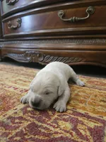 Lucy, a female Golden Retriever for sale in Elverta, CA – 3 of 4