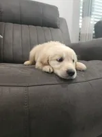 Cooper, a male Golden Retriever for sale in Elverta, CA – 3 of 3