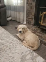 Duke , a male Golden Retriever for sale in Elverta, CA – 9 of 9