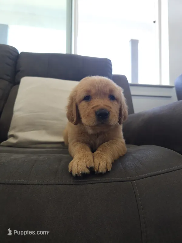 Daisy – Golden Retriever puppy for sale in Antelope, CA