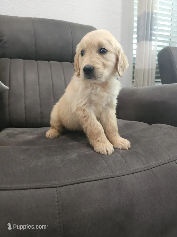 Duke – Golden Retriever puppy for sale in Elverta, CA