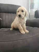 Duke, a male Golden Retriever for sale in Elverta, CA – 1 of 4