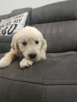 Daisy, a female Golden Retriever for sale in Elverta, CA – 5 of 5