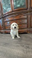 Buddy, a male English Cream Golden Retriever for sale in Elverta, CA – 4 of 4