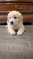 Coopers , a male English Cream Golden Retriever for sale in Elverta, CA – Photo 4 of 6