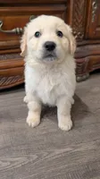 Coopers , a male English Cream Golden Retriever for sale in Elverta, CA – Photo 3 of 6