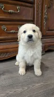 Coopers , a male English Cream Golden Retriever for sale in Elverta, CA – Photo 6 of 6