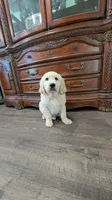 Buddy, a male English Cream Golden Retriever for sale in Elverta, CA – 1 of 4