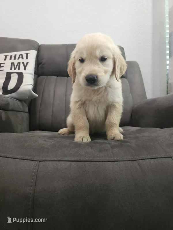 Cooper – Golden Retriever puppy for sale in Elverta, CA