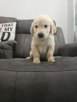 Cooper, a male Golden Retriever for sale in Elverta, CA – 1 of 3