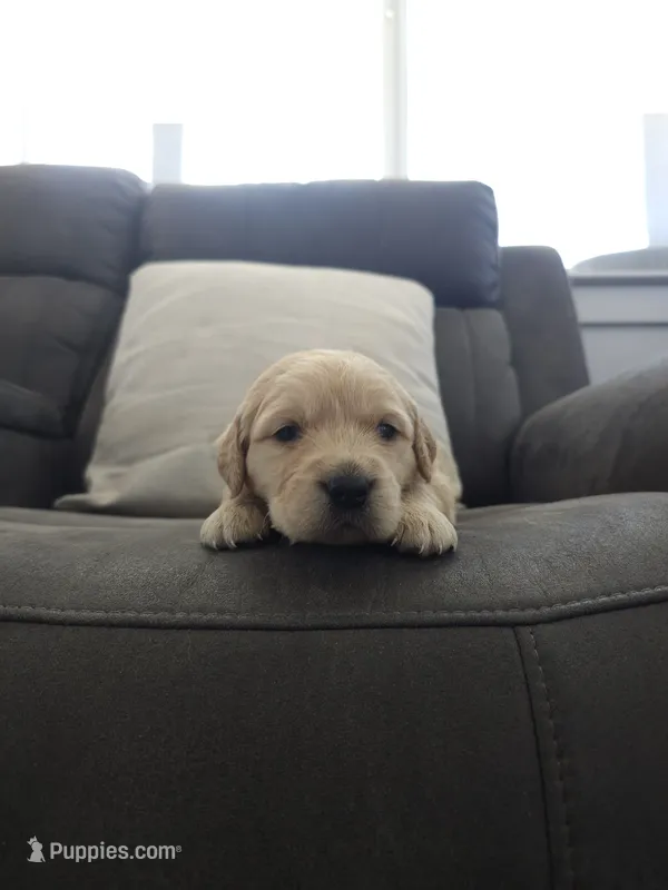 Teddy – Golden Retriever puppy for sale in Elverta, CA