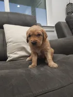 Daisy , a female Golden Retriever for sale in Elverta, CA – 2 of 3