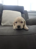 Teddy, a male Golden Retriever for sale in Elverta, CA – 4 of 5