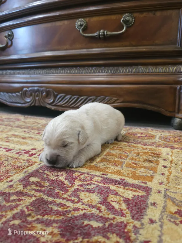 Cooper – Golden Retriever puppy for sale in Elverta, CA