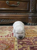 Cooper, a male Golden Retriever for sale in Elverta, CA – 2 of 5