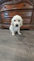 Buddy, a male English Cream Golden Retriever for sale in Elverta, CA – 3 of 4
