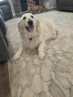 Lucy, a female Golden Retriever for sale in Elverta, CA – Photo 4 of 5