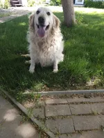 Lucy, a female Golden Retriever for sale in Elverta, CA – Photo 5 of 5