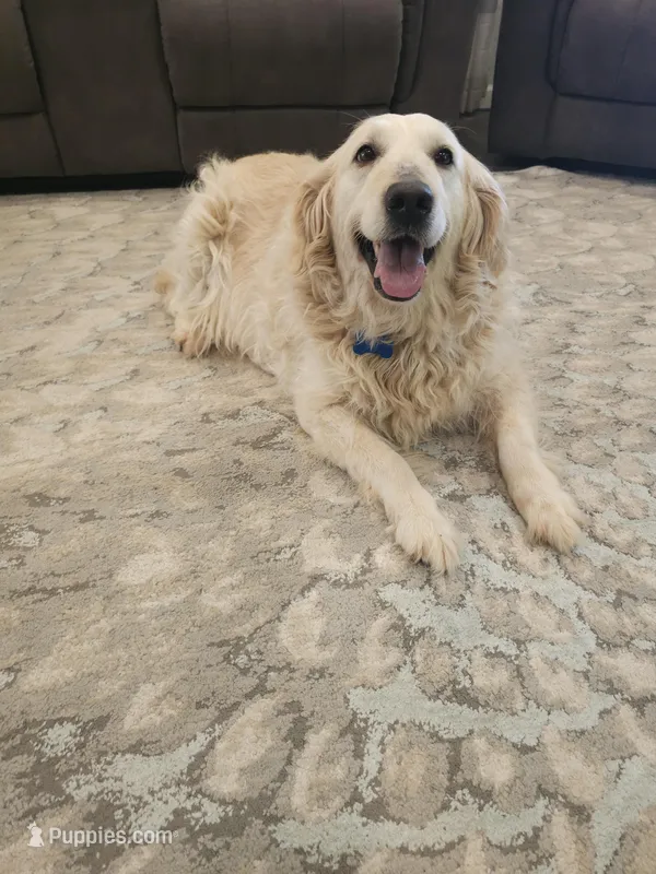 Lucy, a female Golden Retriever for sale in Elverta, CA – Photo 1 of 5