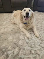 Lucy, a female Golden Retriever for sale in Elverta, CA – Photo 1 of 5