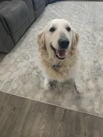 Lucy, a female Golden Retriever for sale in Elverta, CA – Photo 3 of 5