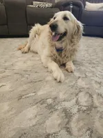 Lucy, a female Golden Retriever for sale in Elverta, CA – Photo 2 of 5