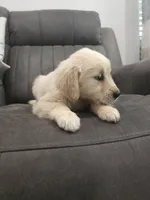 Daisy, a female Golden Retriever for sale in Elverta, CA – 4 of 5