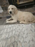 Duke , a male Golden Retriever for sale in Elverta, CA – 2 of 9