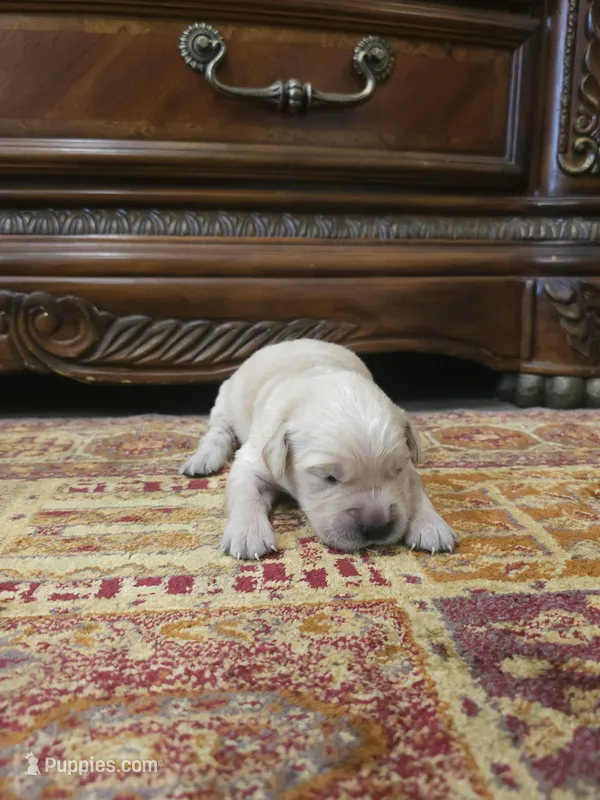 Bella – Golden Retriever puppy for sale in Elverta, CA