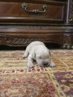 Bella, a female Golden Retriever for sale in Elverta, CA – 1 of 3