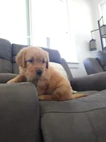 Daisy, a female Golden Retriever for sale in Antelope, CA – 5 of 6
