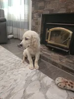 Duke , a male Golden Retriever for sale in Elverta, CA – 3 of 9