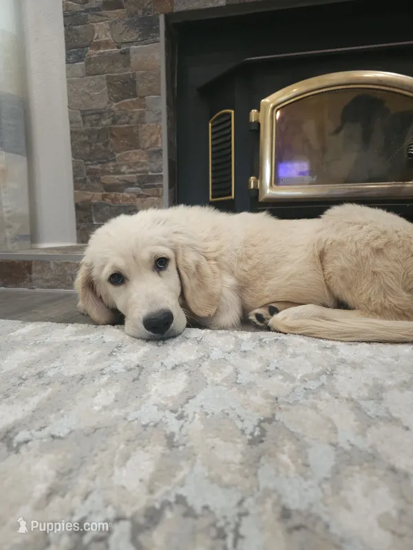 Duke , a male Golden Retriever for sale in Elverta, CA – 1 of 9