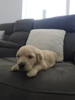 Teddy, a male Golden Retriever for sale in Elverta, CA – 2 of 5