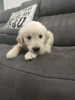 Daisy, a female Golden Retriever for sale in Elverta, CA – 2 of 5