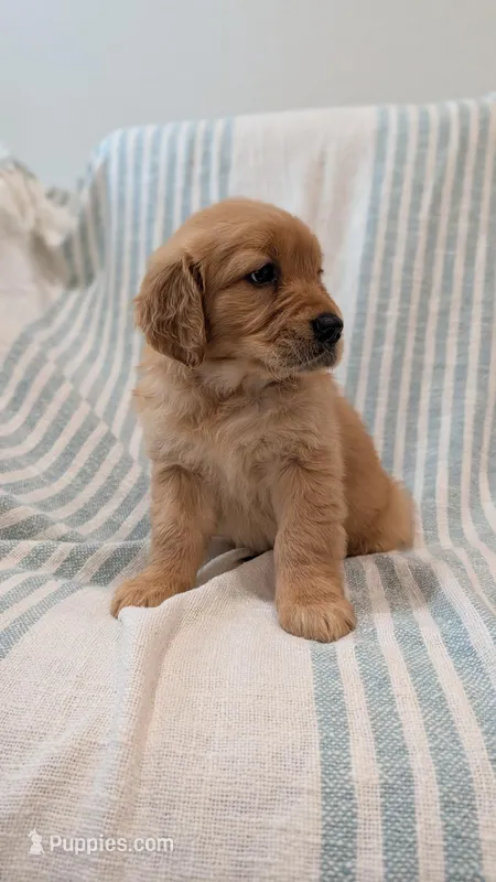 Daisy , a female Golden Retriever for sale in Elverta, CA – Photo 1 of 6