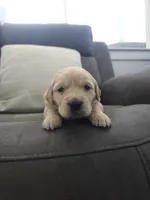 Teddy, a male Golden Retriever for sale in Elverta, CA – 3 of 5