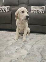 Duke , a male Golden Retriever for sale in Elverta, CA – 4 of 9