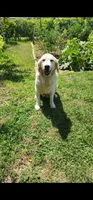 Snowy, a female English Cream Golden Retriever for sale in Antelope, CA – 2 of 3