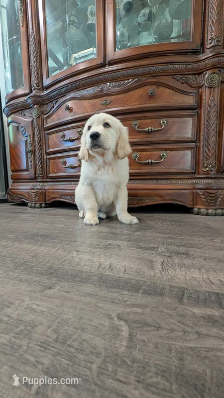 Max – English Cream Golden Retriever puppy for sale in Elverta, CA