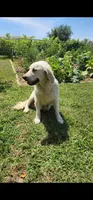 Snowy, a female English Cream Golden Retriever for sale in Antelope, CA – 3 of 3
