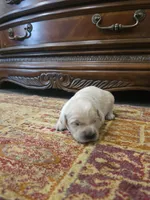 Buddy, a male Golden Retriever for sale in Elverta, CA – 2 of 6