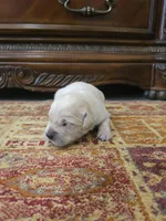 Buddy, a male Golden Retriever for sale in Elverta, CA – 4 of 6