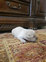 Buddy, a male Golden Retriever for sale in Elverta, CA – 6 of 6